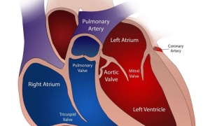 Read more about the article Scientists call for more investment to fight CVD